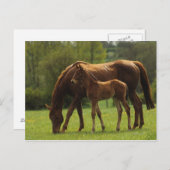 Durchgeklebte Mare & Foal 2 Postkarte (Vorne/Hinten)