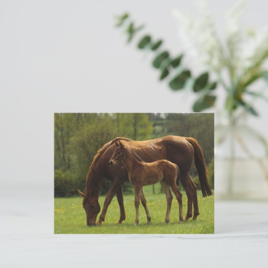 Durchgeklebte Mare & Foal 2 Postkarte (Stehend Vorderseite)