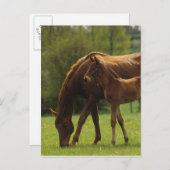 Durchgeklebte Mare & Foal 2 Postkarte (Vorne/Hinten)