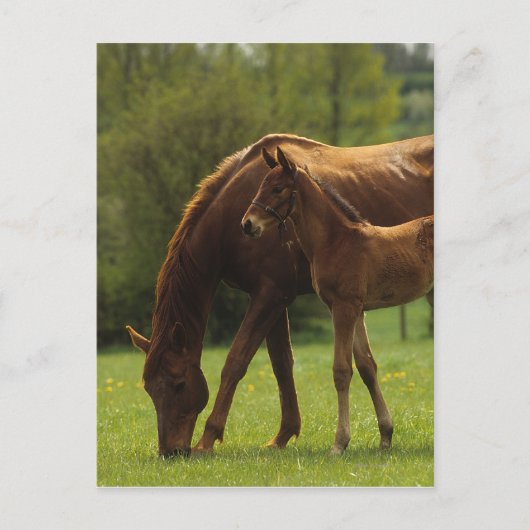 Durchgeklebte Mare & Foal 2 Postkarte (Vorderseite)