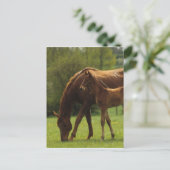 Durchgeklebte Mare & Foal 2 Postkarte (Stehend Vorderseite)