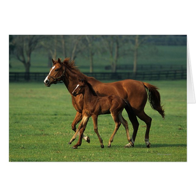 Durchgeklebte Mare & Foal 3 (Vorderseite (Horizontal))