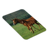 Durchgeklebte Mare & Foal 3 Magnet (Rechte Seite)