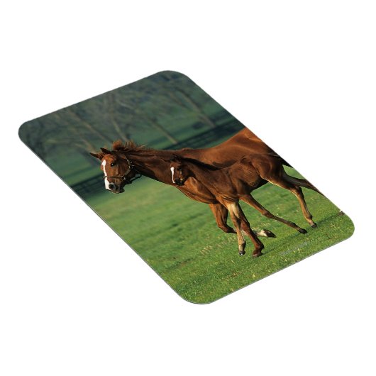 Durchgeklebte Mare & Foal 3 Magnet (Rechte Seite)
