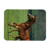 Durchgeklebte Mare & Foal 3 Magnet (Horizontal)