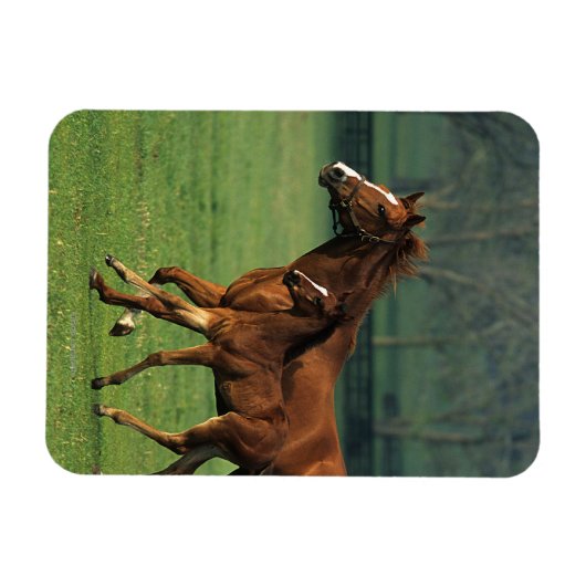 Durchgeklebte Mare & Foal 3 Magnet (Horizontal)