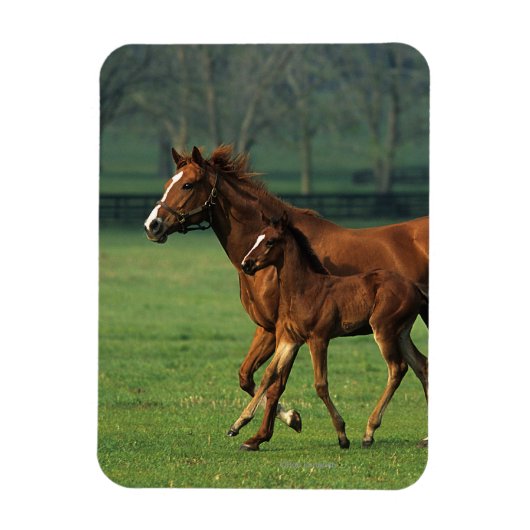 Durchgeklebte Mare & Foal 3 Magnet (Vertikal)