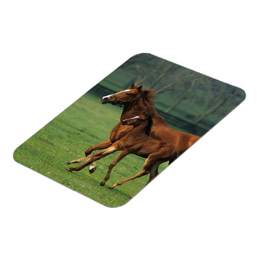 Durchgeklebte Mare & Foal 3 Magnet (Linke Seite)