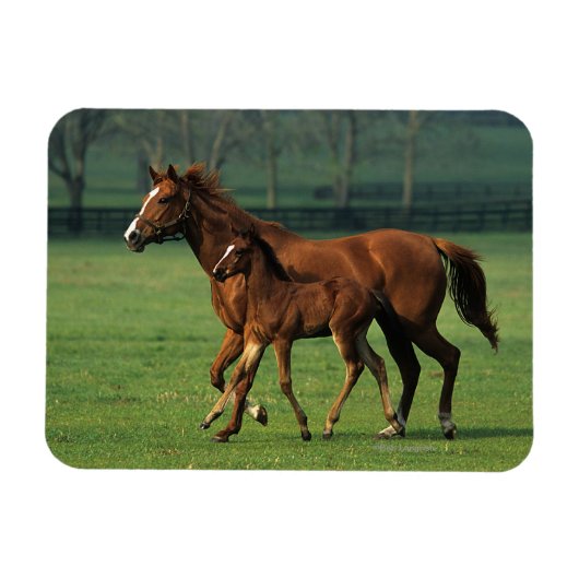 Durchgeklebte Mare & Foal 3 Magnet (Horizontal)