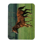 Durchgeklebte Mare & Foal 3 Magnet (Vertikal)