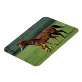 Durchgeklebte Mare & Foal 3 Magnet (Linke Seite)
