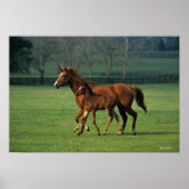 Durchgeklebte Mare & Foal 3 Poster (Vorne)