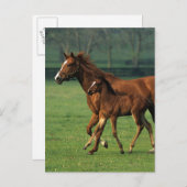 Durchgeklebte Mare & Foal 3 Postkarte (Vorne/Hinten)