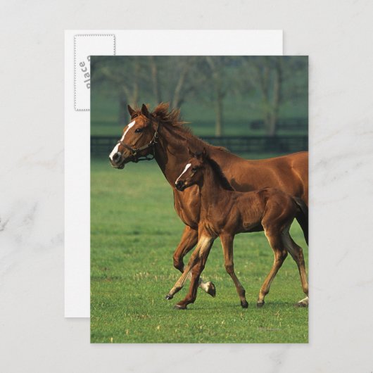 Durchgeklebte Mare & Foal 3 Postkarte (Vorne/Hinten)
