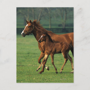 Durchgeklebte Mare & Foal 3 Postkarte