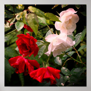 Durchnässte rote und weiße Rosen Poster