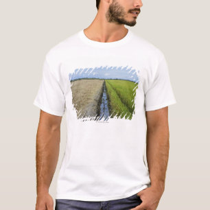 durchschnittliche Reisfelder des T-Shirt