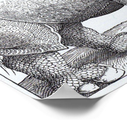 Dürer-Rhinozeros Poster (Ecke)