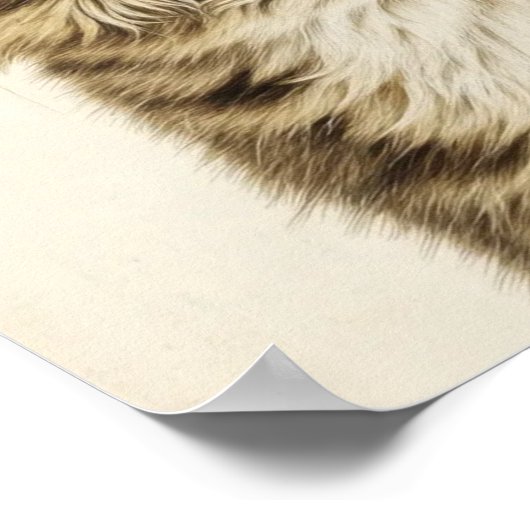 Dürer's Tabby Treasures 3 Poster (Ecke)