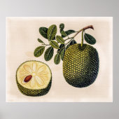 Durian Fruit and Foliage Poster (Vorne)