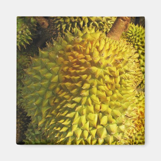 Durian Fruit Magnet (Vorne)