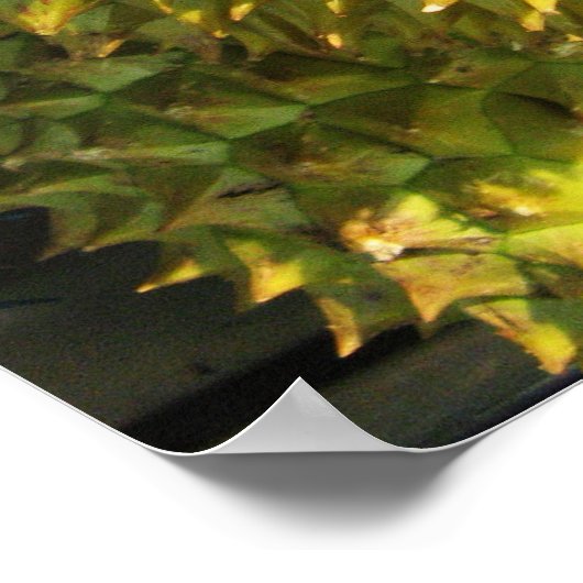 Durian Fruit Poster (Ecke)