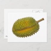 Durian Postkarte (Vorne/Hinten)