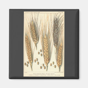 Dürre-resistente Weizenpflanze, Vintage-Landwirtsc Magnet