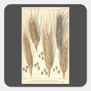 Dürre-resistente Weizenpflanze, Vintage-Landwirtsc Quadratischer Aufkleber
