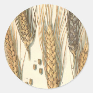 Dürre-resistente Weizenpflanze, Vintage-Landwirtsc Runder Aufkleber