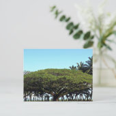 Duschbaum am Strand, Hilo, Hawaii Postkarte (Stehend Vorderseite)