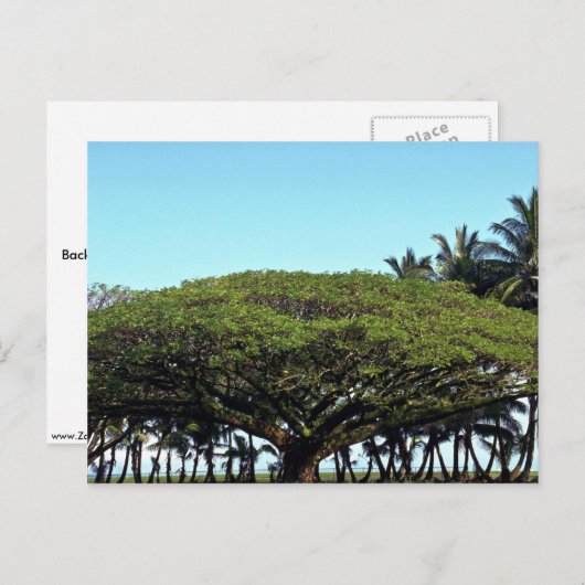 Duschbaum am Strand, Hilo, Hawaii Postkarte (Vorne/Hinten)