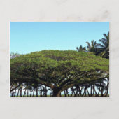 Duschbaum am Strand, Hilo, Hawaii Postkarte (Vorderseite)