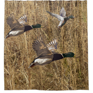 Duschvorhang-Stockente duckt das Fliegen über Duschvorhang