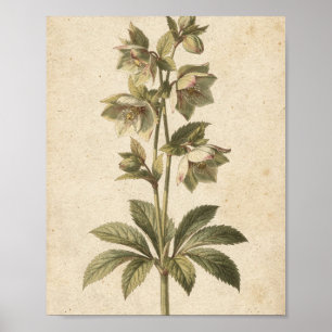 Dusky-Christrose-Blumen Botanischer Kunstposter Poster