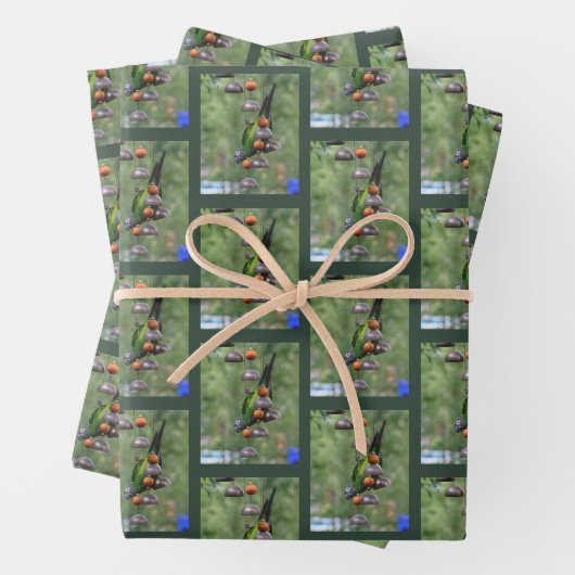 Dusky Conure Papagei Geschenkpapier Set (Beispiel)