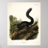 Dusky-Eichhörnchen oder Mexican Gray Eichhörnchen Poster (Vorne)