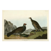 Dusky Grous (Blauer Grouse) Audubon Birds of Ameri Fotodruck (Vorne)