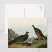 Dusky Grous (Blauer Grouse) Audubon Birds of Ameri Postkarte (Vorne/Hinten)