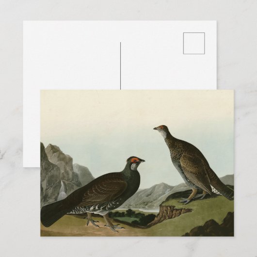 Dusky Grous (Blauer Grouse) Audubon Birds of Ameri Postkarte (Vorne/Hinten)