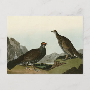 Dusky Grous (Blauer Grouse) Audubon Birds of Ameri Postkarte
