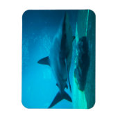 Dusky-Hai (Carcharhinus Obscurus), Ushaka Magnet (Vertikal)