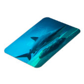 Dusky-Hai (Carcharhinus Obscurus), Ushaka Magnet (Linke Seite)