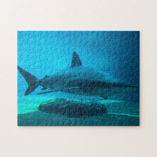 Dusky-Hai (Carcharhinus Obscurus), Ushaka Puzzle