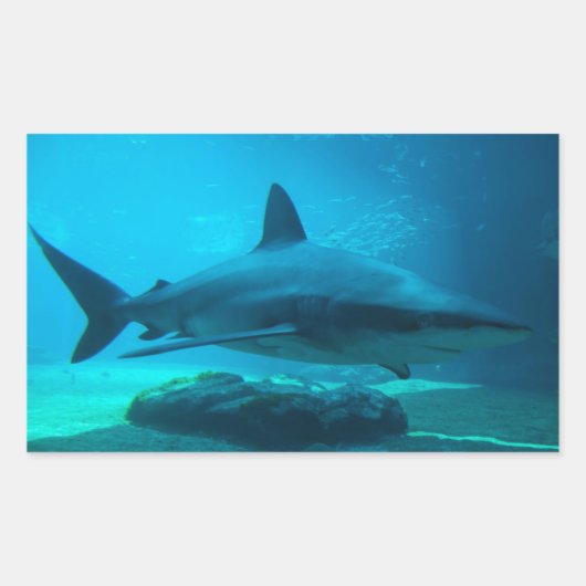 Dusky-Hai (Carcharhinus Obscurus), Ushaka Rechteckiger Aufkleber (Vorderseite)