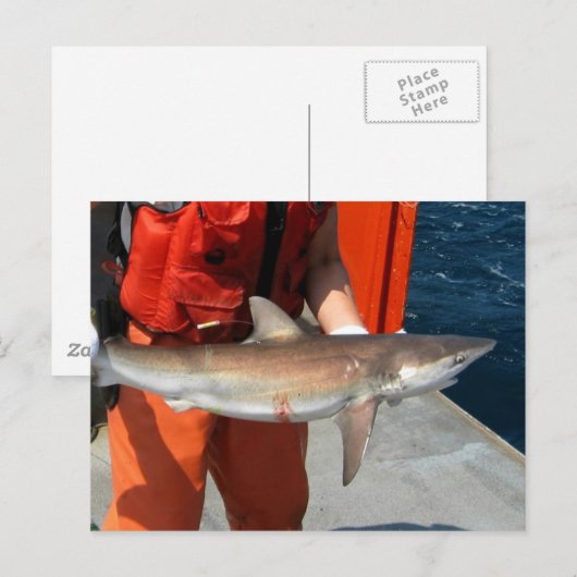 Dusky-Hai Postkarte (Vorne/Hinten)