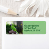 Dusky Headed Conure Parrot Adresse (Insitu)