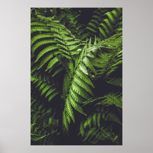 Düster dunkelgrüne Farnblätter Botanische Natur Poster (Vorne)