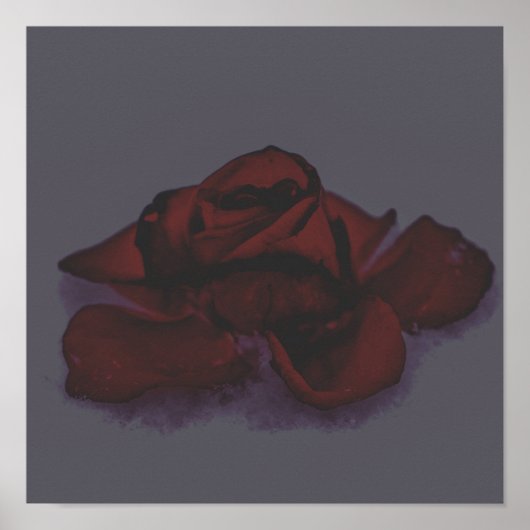 Düsterrose Poster (Vorne)