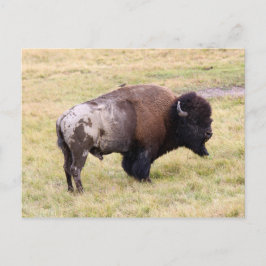 Dusty Bison Bull im Yellowstone-Nationalpark Postkarte